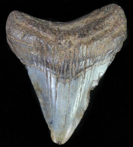 Juvenile Megalodon Tooth #61832